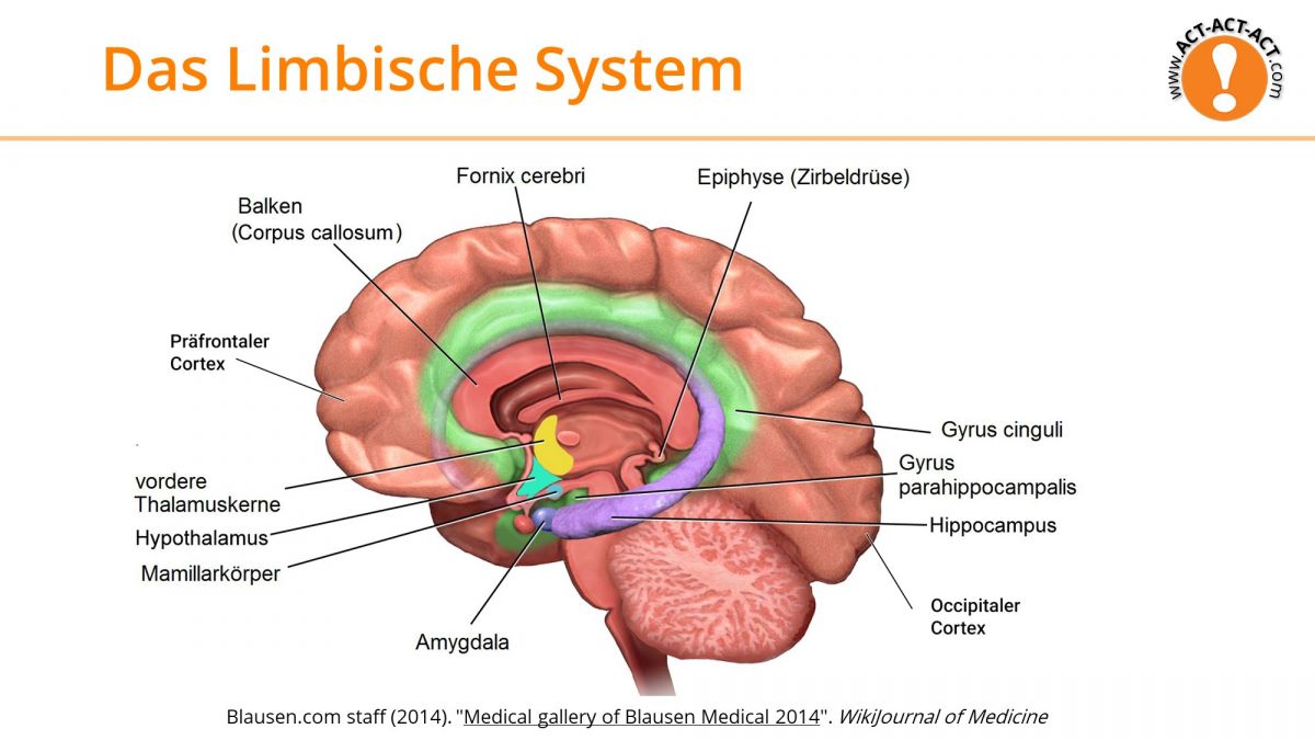 Psychologie Aufnahmetest Kapitel 9: Das limbische System