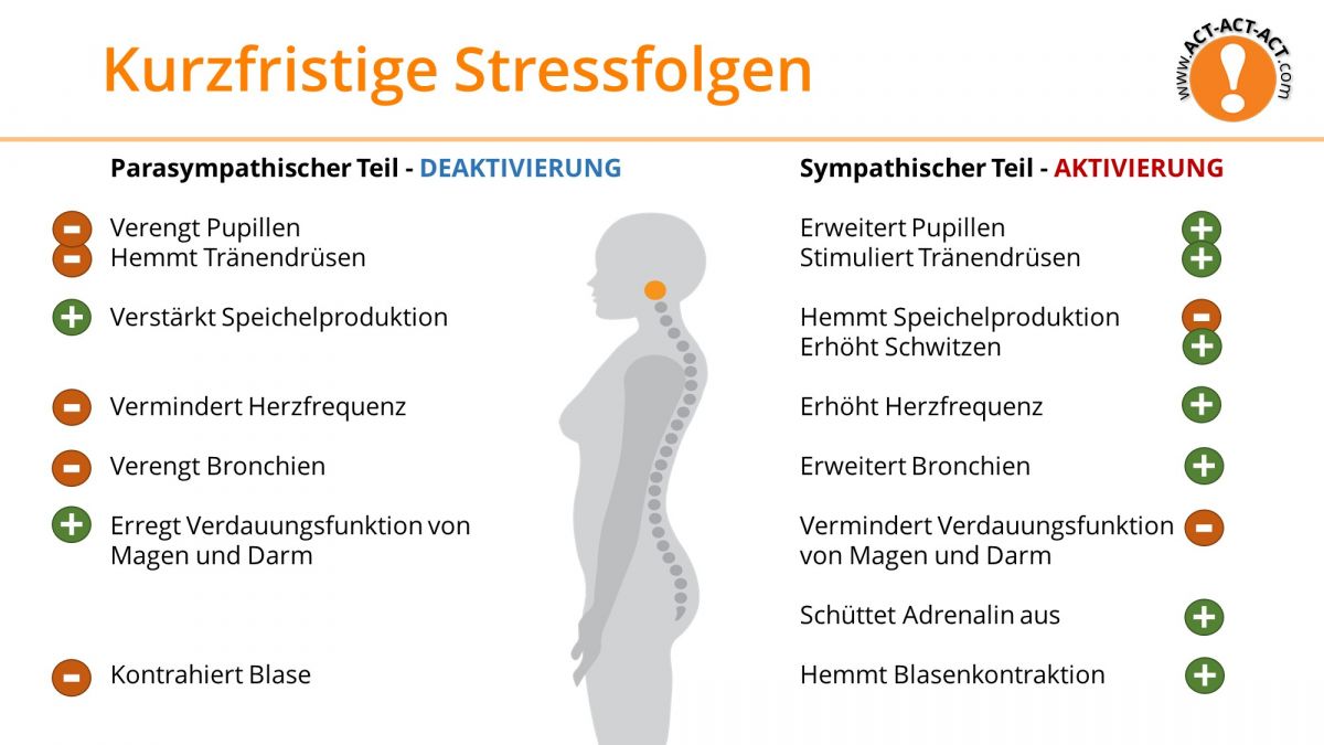 Psychologie Aufnahmetest Kapitel 12: Kurzfristige Stressfolgen